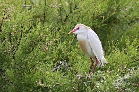 Cattle egret (Bubulcus ibis), with a red beak, in breeding plumage, perched on a branch, Camargue, southern France, France