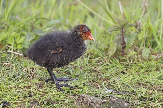 Eurasian Coot, Coot Rail, (Fulica atra), chick in the shore vegetation, D&uuml;mmer, Lake D&uuml;mmer, Ochsenmoor, H&uuml;de, Lower Saxony, Germany