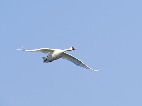 Mute Swan (Cygnus olor), flying, Upper Lusatia, Saxony, Germany