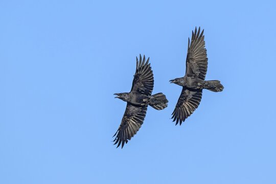 Common raven (Corvus corax), in flight against a blue sky, M&uuml;nster, Tyrol, Austria