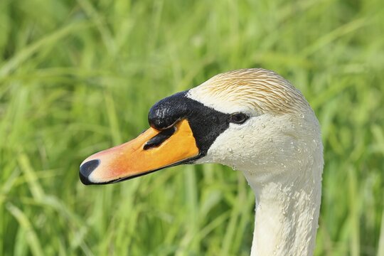 Mute swan (Cygnus olor) adult bird, portrait, animal portrait, wildlife, Ochsenmoor, Naturpark D&uuml;mmer See, H&uuml;de, Lower Saxony, Germany