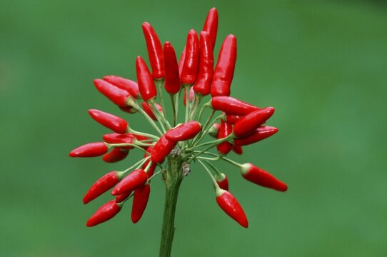 Hot Chili / (Capsicum annuum)