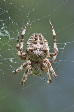 Orb Weaver (Araneus circe), female, Mount Olympus, Litochoro, Central Macedonia, Greece