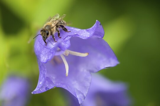 Apidae, apis mellifera, bees, European honey bee, European honeybee, hymenoptera, western honey bee, honey bee, honey bee, honeybee, insects, wild bees