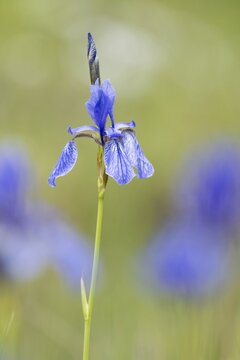 Siberian iris (Iris sibirica), Hesse, Germany