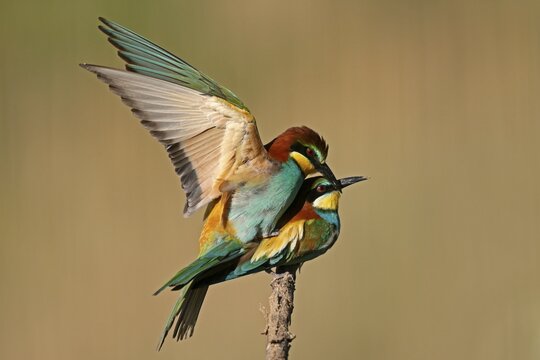 Bee-eater (Merops apiaster) mating on a branch, Rhineland-Palatinate, Germany