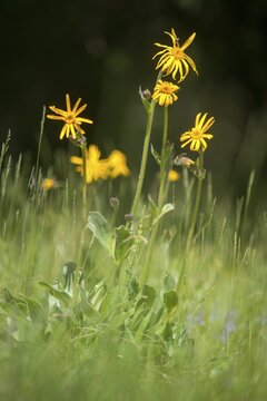 Arnica Montana, Arnica, Asteraceae, Mountain Welfare Rental, Daisy, Flora, High Size, Portrait, Leopard's Bane, Mountain Arnica, Mountain Tobacco, Plants, Wolf's Bane