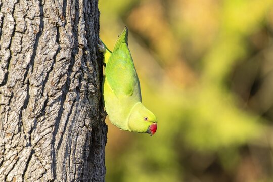 Rose-ringed parakeet (Psittacula krameri) on a tree trunk, wildlife, Germany