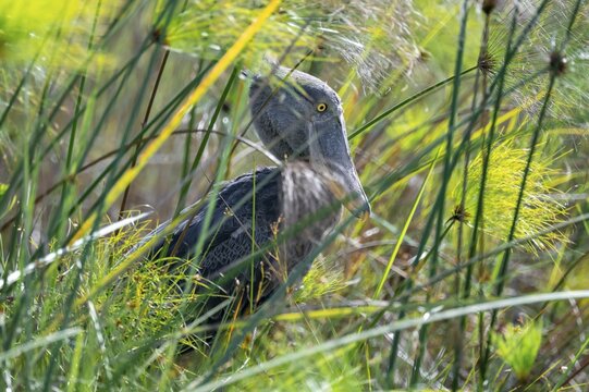 Shoebill (Balaeniceps rex), juvenile between papyrus in the swamps of Mabamba, Lake Victoria, Uganda