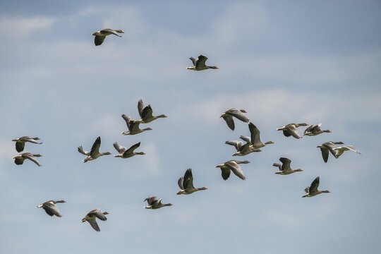 Anser Anser, Greylag or Graylag Goose, Grelag Goose, Anatidae, Birds, Duckbirds, Flying, Flight, Goose, Geese, Bird Migration, Birds, Waterbirds
