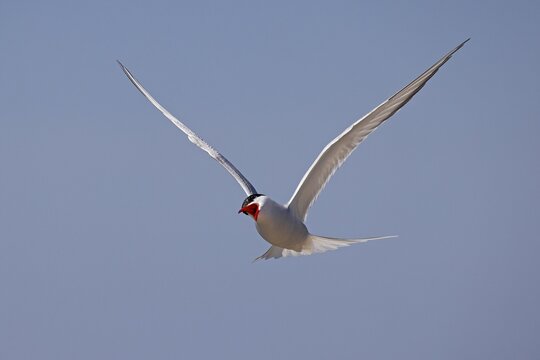 Screeching Arctic Arctic Tern (Sterna paradisaea) in flight, Schleswig-Holstein Wadden Sea National Park, UNESCO World Heritage Site, North Sea coast, Schleswig-Holstein, Germany