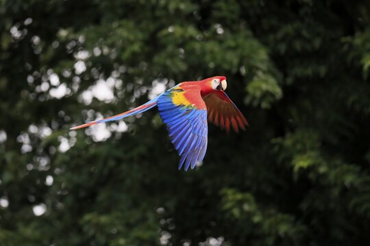 Scarlet macaw (Ara macao), adult, flying, parrot, Brazil