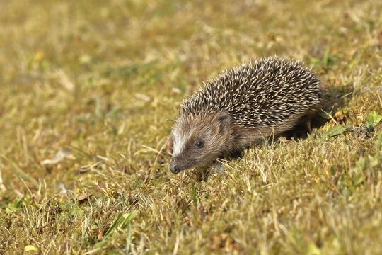 European hedgehog (erinaceus europaeus), juvenile, on a meadow orchard, wildlife, Wilnsdorf, North Rhine-Westphalia, Germany