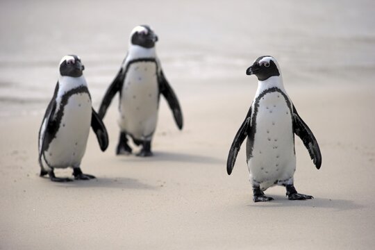 African Penguins (Spheniscus demersus) on the beach, Boulders Beach, Simon's Town, Western Cape, South Africa