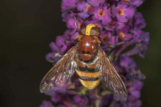 Hornet mimic hoverfly (Volucella zonaria) on butterfly bush (Buddleia), Baden-W&uuml;rttemberg, Germany