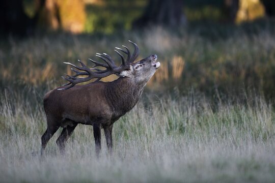 Red Deer (Cervus elaphus), stag, Copenhagen, Denmark