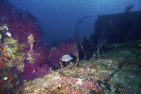 Living corals, Violescent sea-whips (Paramuricea clavata), and fish surround an old shipwreck, dive site wreck Le Donator, Giens peninsula, Mediterranean Sea, Porquerolles, Provence, C&ocirc;te d'Azur, France