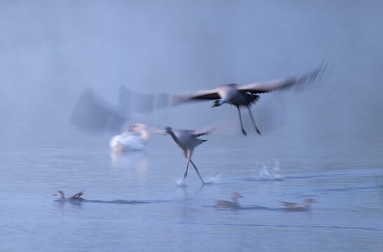 Crane (Grus grus), two cranes flying over a shallow water zone of a lake in morning light, motion blur, long exposure, moving, mopping effect, Lower Saxony, Germany