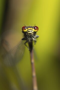 Large red damselfly (Pyrrhosoma nymphula) adult insect standing up whilst mating, Suffolk, England, United Kingdom