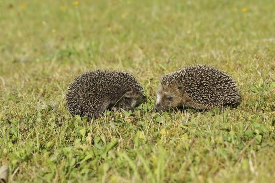 European hedgehog (erinaceus europaeus), two juveniles in a meadow, wildlife, Wilnsdorf, North Rhine-Westphalia, Germany