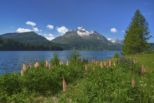 Flowering Lupins (Lupinus) , in the back Piz da la Margna, Lake Sils, Upper Engadin, Canton Graub&uuml;nden, Switzerland