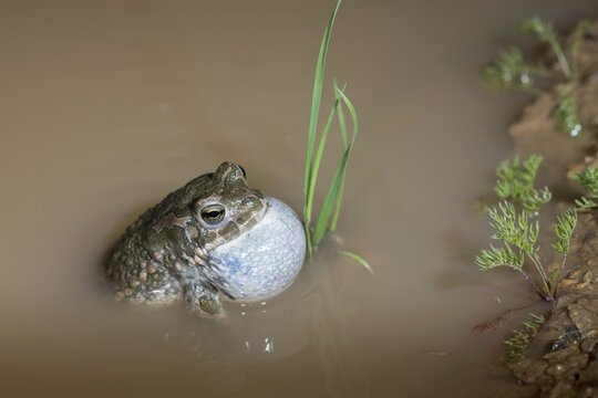 Bufo viridis, Bufotes viridis, green toad, toad, amphibians, amphibians, courtship behavior, call, courtship display, toads, amphibians, call