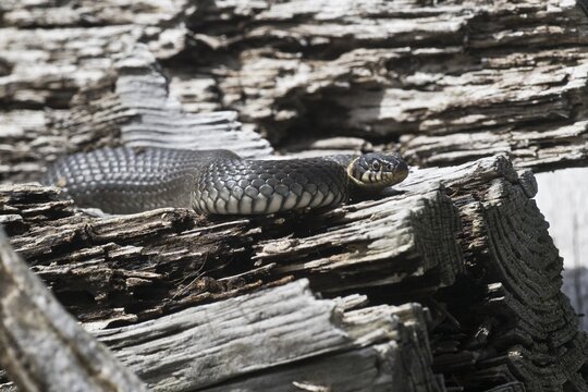 Grass snake (Natrix natrix), Emsland, Lower Saxony, Germany
