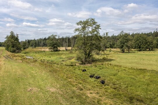 Bavaria, Bubalus Arnee, Even-Toed Ungulate, Upper Palatinate, Paarhufer, Tirschenreuth, Waldnaab, Waldnaabaue, Water Buffalo, Wild Willows Waldnaabaue, Aerial View, Mammals, Aerial View, Mammals