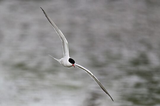 Common tern (Sterna hirundo), in flight, Saintes-Marie-de-la-Mer, Camargue, southern France, France