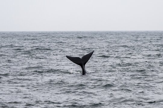 North Atlantic right whale (Eubalaena glacialis), fin from the water, Hermanus, South Africa