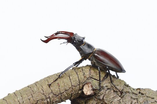 Stag beetle (Lucanus cervus), male on a branch against a white background