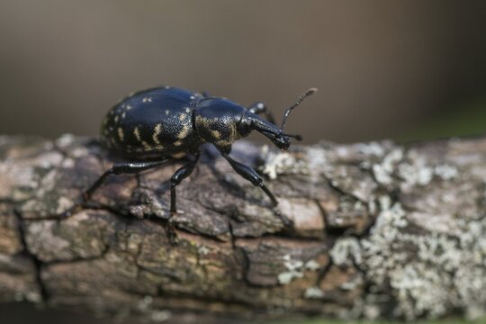 Curculionidae, Greater Butterbur snout beetle, large butterbur weevil, large bearweevil, Liparus glabrirostris, weevils, beetles, Coleoptera, insects, beetles