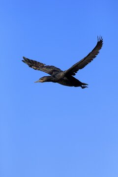 Cape Cormorant or Cape Shag (Phalacrocorax capensis), adult flying, Betty's Bay, Western Cape, South Africa
