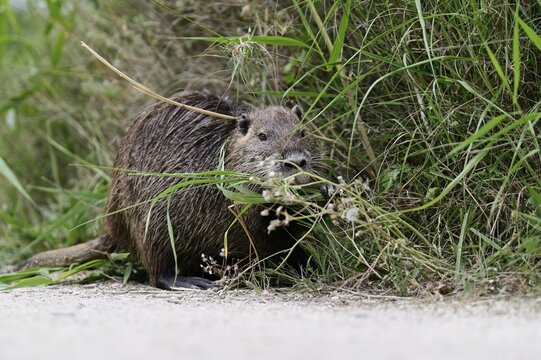Nutria (Myocastor coypus), grazing by the side of the path, Camargue, southern France, France