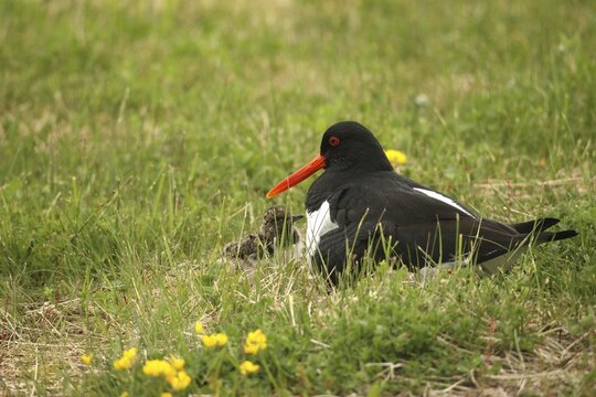 Oystercatcher (Haematopus ostralegus) with a few days old chick, Lofoten, Norway, Scandinavia