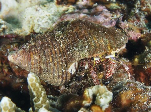 Dark-kneed hermit crab (Dardanus lagopodes) in an algae-covered snail shell between corals, dive site SD, Nusa Ceningan, Nusa Penida, Bali, Indonesia