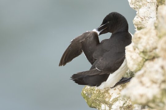 Razorbill (Alca torda) adult seabird bird preening its wing feathers on a cliff ledge in summer, RSPB Bempton cliffs nature reserve, Yorkshire, England, United Kingdom