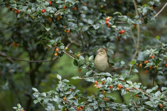 European chaffinch (Fringilla coelebs) adult female bird amongst a berry laiden Cotoneaster tree, Wales, United Kingdom