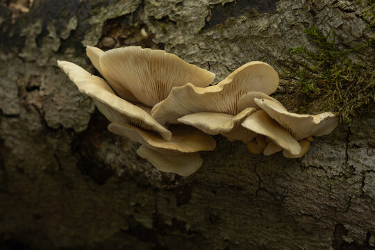 Oyster mushrooms Pleurotus ostreatus growing on a tree trunk in the forest