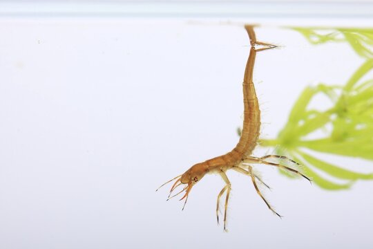 Larva of a Great Diving Beetle (Dytiscus marginalis)