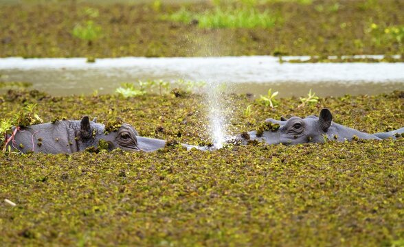Hippopotamus (Hippopatamus amphibius) hiding in the swamp, Xakanaxa, Okavango Delta, Moremi Game Reserve, Botswana