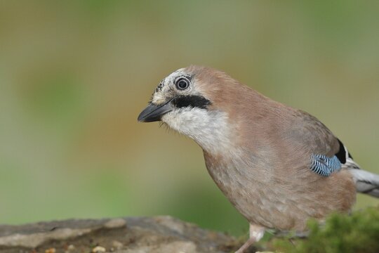 Eurasian jay (Garrulus glandarius), sitting on the ground and watching attentively, North Rhine-Westphalia, Germany