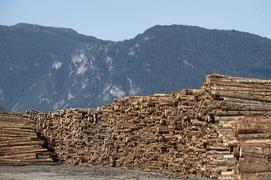 Logs, spruce logs, roundwood, storage, timber industry, Sunndals&oslash;ra, Tingvollfjorden, Sunndal Municipality, M&oslash;re og Romsdal Province, Norway