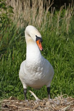 Mute swan (Cygnus olor) stands on the nest, Schleswig-Holstein, Germany
