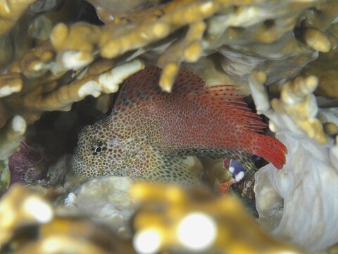 Leopard combtooth (Exallias brevis), bonefish, dive site House Reef, Mangrove Bay, El Quesir, Red Sea, Egypt