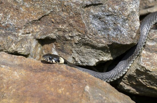 Grass snake (Natrix natrix) slithering over rocks, Germany