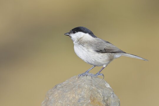 Swamp tit, (Parus palustris), sitting on a rock, autumn, wildlife, animals, tit family, songbird, birds, Wilnsdorf, North Rhine-Westphalia, Germany