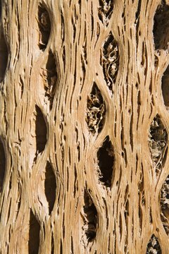 Dead cactus, used as a building material, San Pedro de Atacama, Regi&oacute;n de Antofagasta, Chile, South America