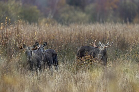 Despite the rut and the presence of a cow moose, the bull moose (Alces alces) co-exist peacefully, rutting season, moose rut, October, Denmark