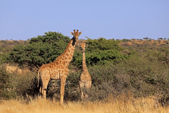 Southern giraffe (Giraffa camelopardalis giraffa), adult, alert, foraging, two giraffes, Tswalu Game Reserve, Kalahari, Northern Cape, South Africa